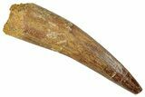 Fossil Spinosaurus Tooth - Real Dinosaur Tooth #350131-1